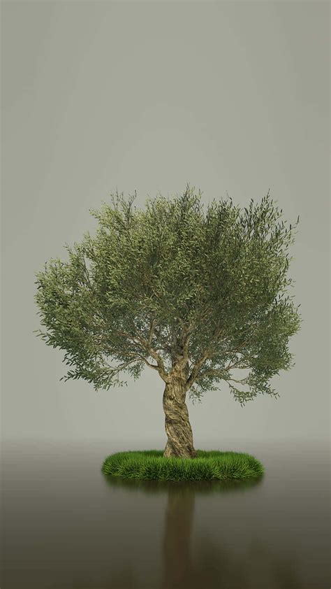 Download Olive Tree Wallpaper