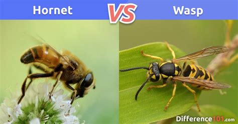 Hornet Vs Wasp What Is The Difference Between Hornet And Wasp Hornet