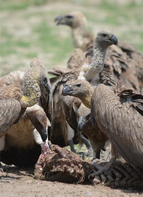 Vultures Eating Image Eurekalert Science News Releases