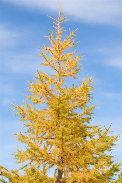 Yellow Pine Stock Image Image Of Deciduous Multi Area 16614977