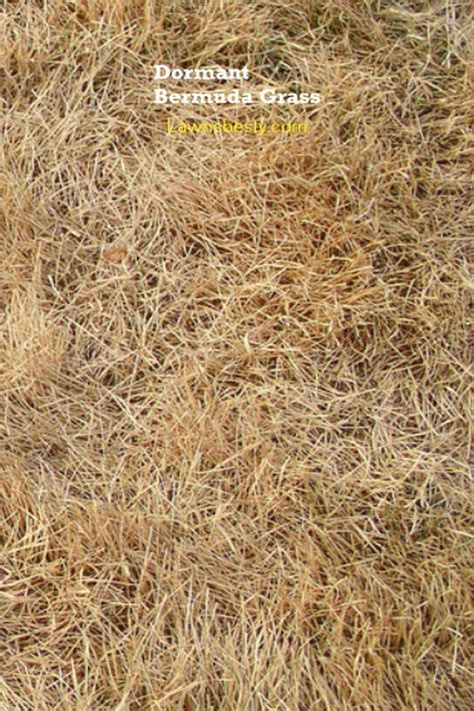 When Does Bermuda Grass Go Dormant Tips For Maintaining Healthy Grass