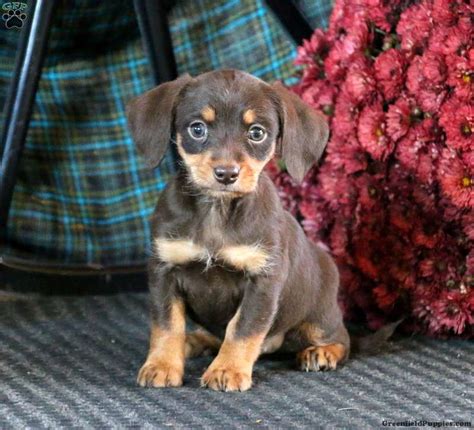 If you are new to the dachshund breed, this may. Dachshund Puppies For Adoption In Mn - Puppy And Pets