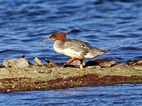 Avithera Some Northern California Birds