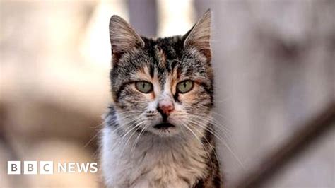 What Do Feral Cats Kill Unveiling Their Impact On Wildlife