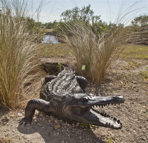 The American Alligator | Few Facts & Photographs | The Wildlife
