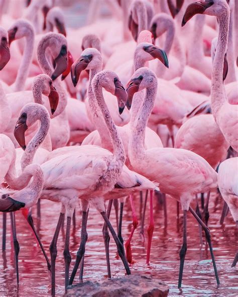 10 Beautiful 4k Ultra Hd Flamingo Wallpaper Backgrounds For Iphone