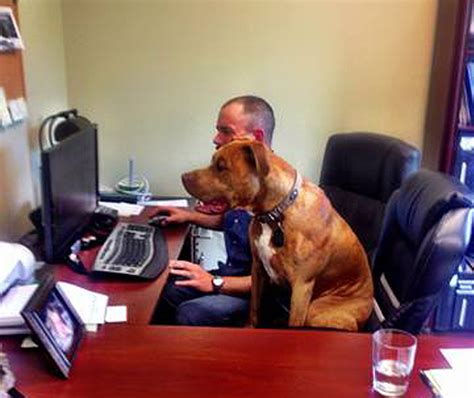 • 3,4 млн просмотров 4 года назад. Do You Bring Your Dog To Work? : StubbyDog