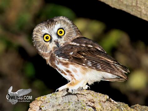 Northern Saw Whet Owl Biology