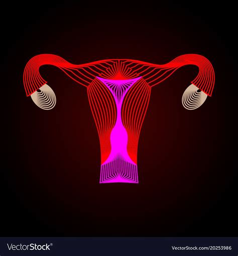 Female Reproductive System Space Artwork Kasai Human Heart Cervix