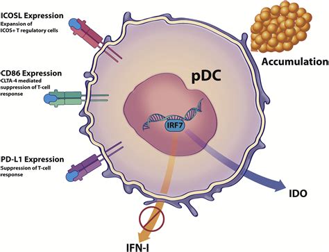 Plasmacytoid Dendritic Cell In Immunity And Cancer Journal Of