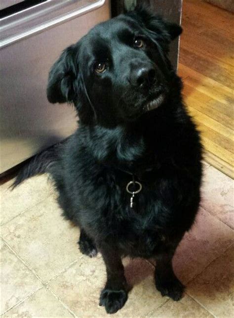 awesome dog max black lab mix  golden retriever   remember