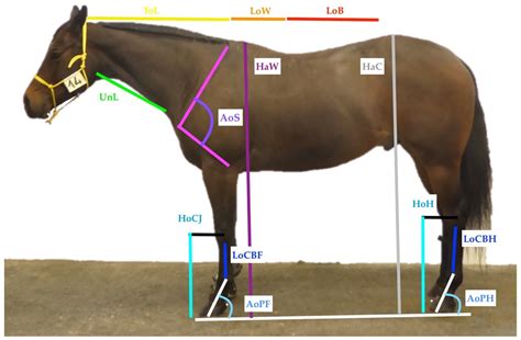 Animals Free Full Text Comparison Of American Quarter Horses