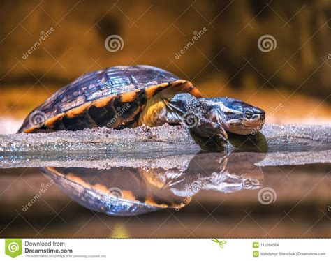 Resting Water Turtle Terrapin Stock Photo Image Of Slow Reptile