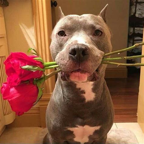 Happy Valentines Day Cute Dogs And Puppies Pitbull Dog Cute Animals