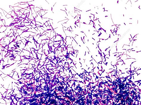 Gram Positive Bacteria Stock Image C0014060 Science
