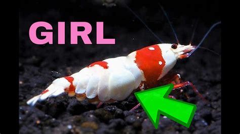 How To Sex Aquarium Shrimp Shrimp Keeping Youtube