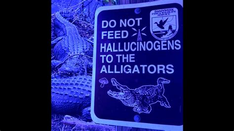 3mayun Do Not Feed Hallucinogens To The Alligators Prodyz 虎 Youtube