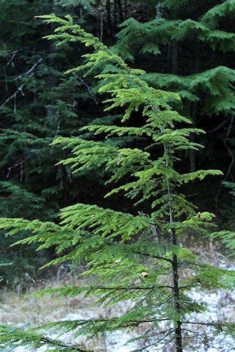 Western Hemlock Tolerate Life In The Shadows Naturally North Idaho