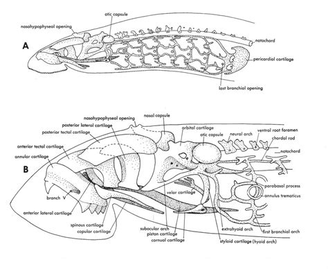 Fish Skulls Morphology Of The Vertebrate Skeleton