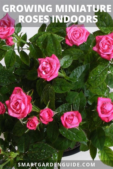 Growing Miniature Roses Indoors My Secret Tips Smart Garden Guide