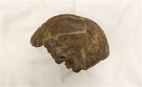 Are The Earliest Modern Human Skulls Really Modern