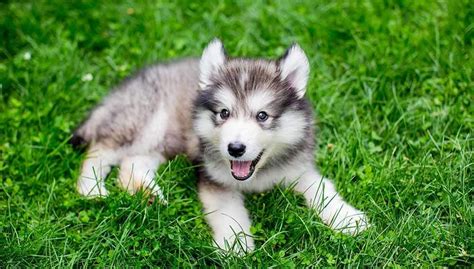 Miniature Husky Complete Guide In 2019 Dogstruggles