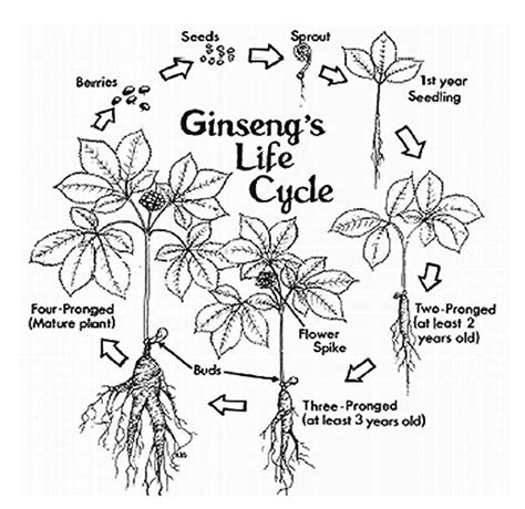 How To Find And Sell American Wild Ginseng Owlcation