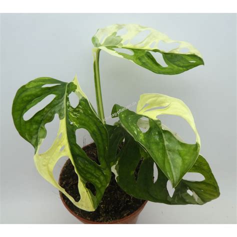 Find great deals on ebay for monstera adansonii variegata. Monstera adansonii variegata "Archipelago", Jungpflanze