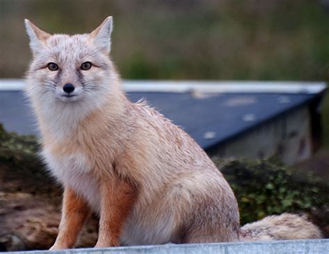 Corsac Fox 8 Neil Mcintosh Flickr