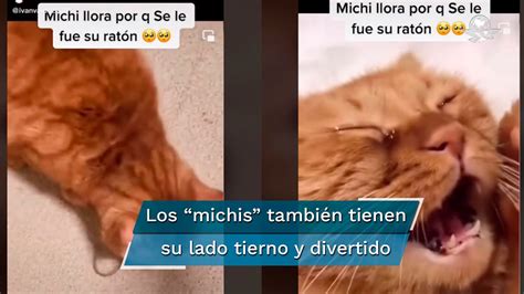 Video De Gato Que Llora Porque Se Le Escapó Su Ratón Es Viral En Tiktok