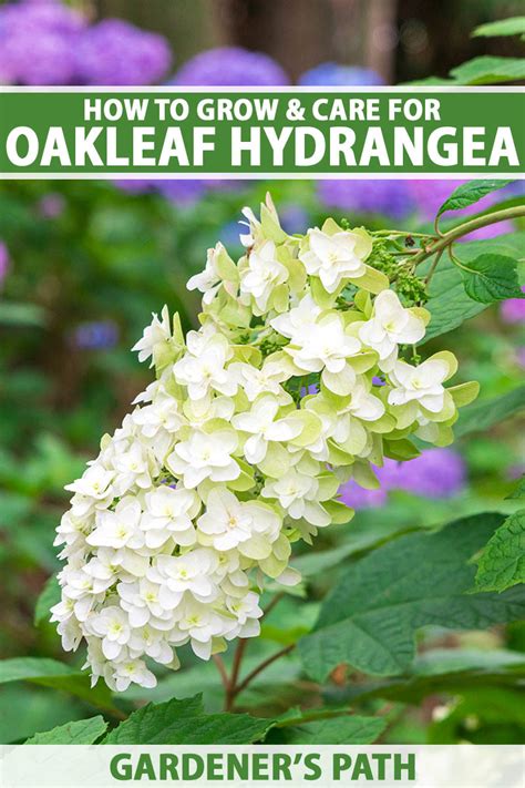 How To Grow And Care For Oakleaf Hydrangea Gardeners Path