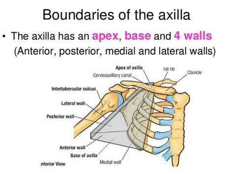 Pictures Of Axilla
