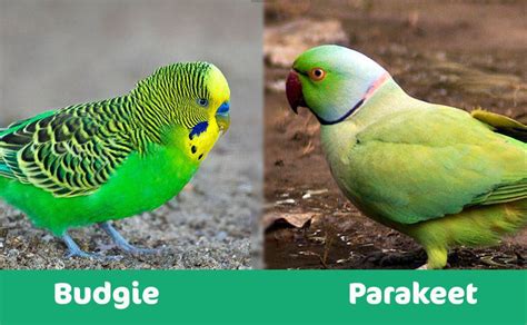 Budgie Vs Parakeet Whats The Difference With Pictures Pet Keen