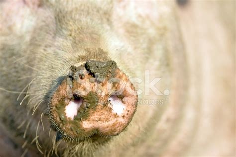 Snout Stock Photo Royalty Free Freeimages