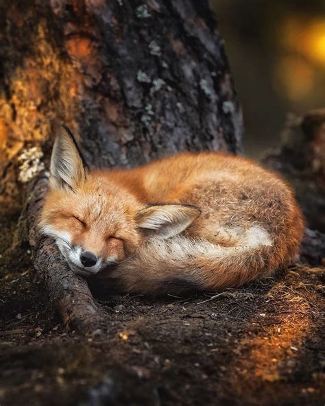 Finnish Photographer Proves Fairy Forests Are Real In Finland Cute