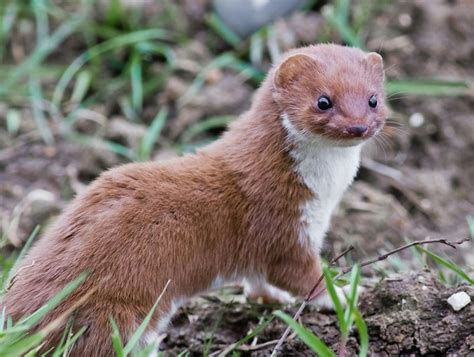 Facts About Weasels Live Science