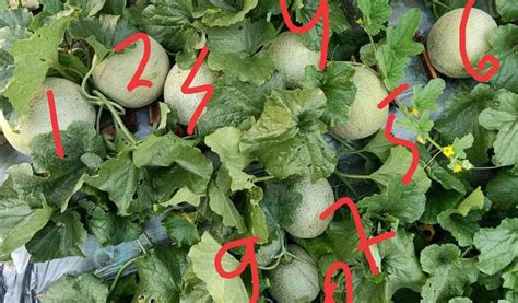 Cara menanam tomat hidroponik sederhana. 46+ Cara Tanam Melon Hidroponik Images - Hidroponik Pahit