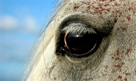 Corneal Ulcers In Horses Veterinary Medicine At Illinois