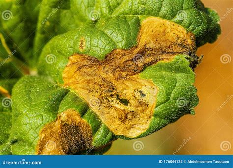 Necrosis Spots On Plant Leaves Stock Image Image Of Disease Health