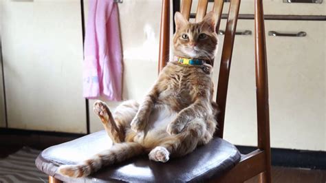 Amazon's choice for sitting chairs. 椅子に座る猫 Cat sitting in a chair 2015#3 - YouTube