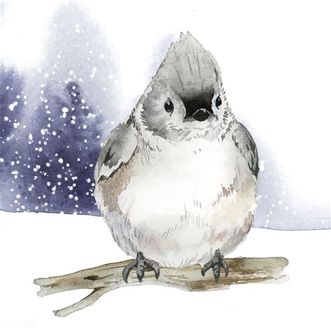 Tufted Titmouse Bird In Wintertime Watercolor Vector Free Image By Watercolor