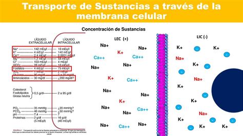 Potencial De Membrana Membranas Celulares Biología Udocz