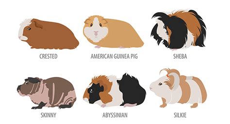 Best Guinea Pig Breed Which Should You Bring Home