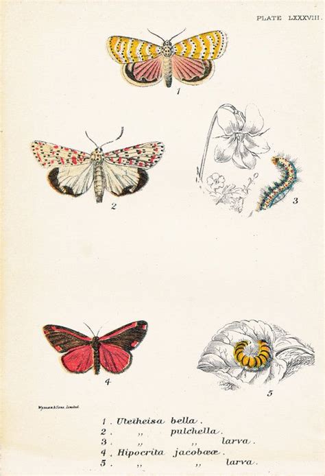 Beautiful Utetheisa Moth Cinnabar Moth Antique Moths Picture Vintage