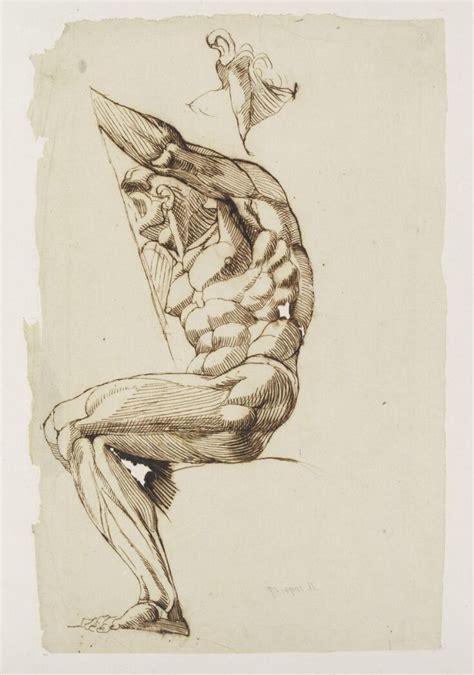 Seated Male Nude Anatomical Study Fuseli Henry V A Explore The Collections