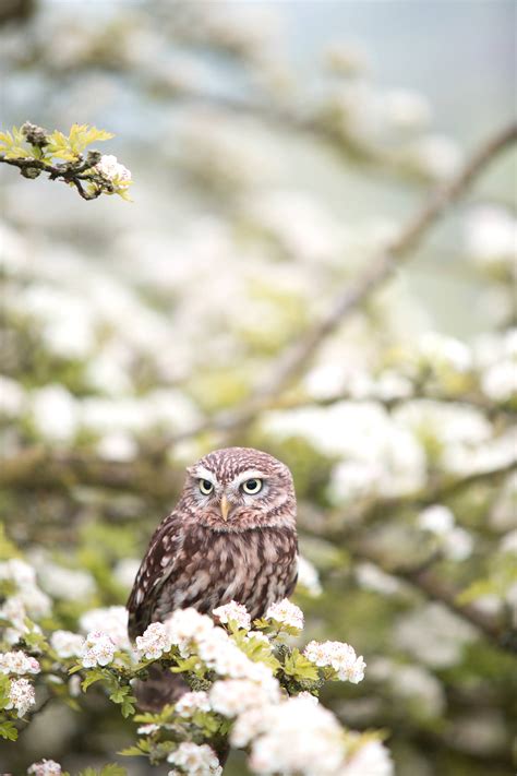 Download Cute Animal Spring Owl Wallpaper