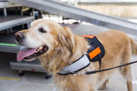 What Do Service Dogs Do Your Full Guide Us Service Animals