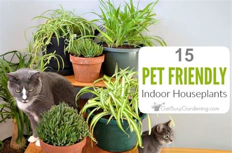The awesome thing about these cat safe plants (and plants in general) is that they help to clean the air in your house. 15 Pet Friendly Indoor Houseplants (Safe For Cats And Dogs)