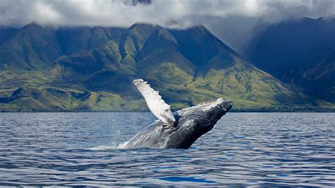 A Humpback Whale Off The Coast Of Maui In Hawaii Bing Wallpaper Gallery