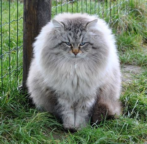 Meet The Siberian Cat That Looks Like A Husky Kitty Devotees